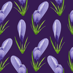 Watercolor spring crocuses seamless pattern, spring flower digital paper on purple background. Hand painted floral illustration. For textile design, packaging, wrapping paper, wallpaper, scrapbooking.