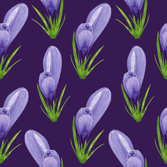 Watercolor spring crocuses seamless pattern, spring flower digital paper on purple background. Hand painted floral illustration. For textile design, packaging, wrapping paper, wallpaper, scrapbooking.