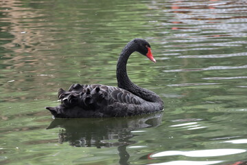 Black swan in pond
