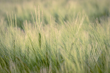 Wheat seedlings growing in a field on the sunset. Agriculture. Farming. - 750193460