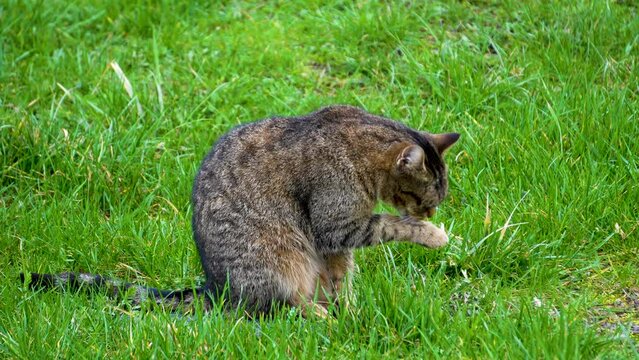 cat washing itself 4K 