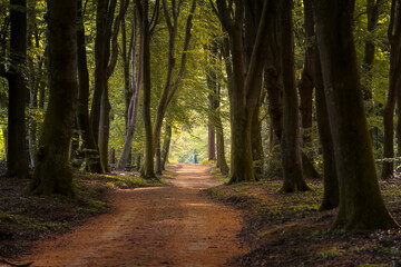 Natural sandy path in attractively lit dark forest - 750193666