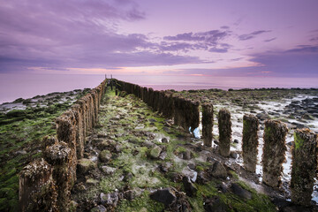 Wooden poles on stone pier covered with seaweed and barnacles extends into the sea at low tide along the coast during sunset - 750193671