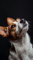 a jack russell dog close-up portrait looking direct in camera with low-light. Small terrier dog looking at the camera, dark background. Dog with ears perked up looking upwards, black background