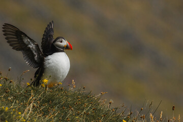puffin with open wings
