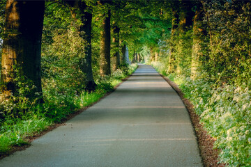 Forest road trees along at the country side