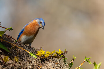 Eastern Bluebird