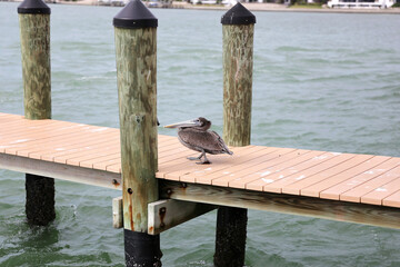 Brown Pelican Bird Waddling Along Dock in the Ocean