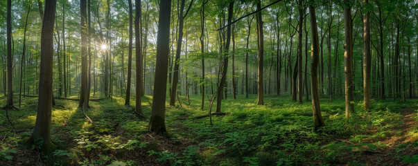 Ethereal Dawn Light Streaming Through a Lush Forest Canopy