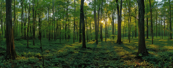 Fototapeta na wymiar Ethereal Dawn Light Streaming Through a Lush Forest Canopy