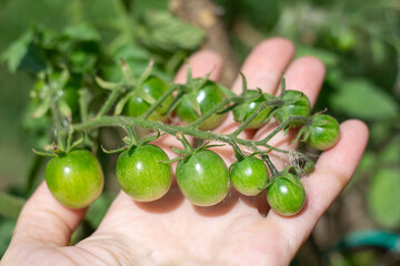 a branch of unripe cherry tomatoes in a woman hand. Growing vegetables in the garden