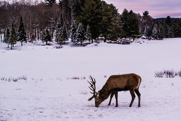 Parc Omega, Canada, January 2 2021 -  Roaming elk in snow forest in the Omega Park in winter