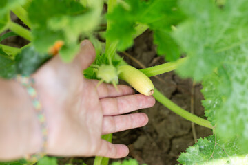 A gardener examines a diseased, yellowed fruit of a zucchini plant in a vegetable garden. Diseases of vegetable plants and prevention