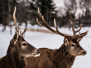 Parc Omega, Canada, January 2 2021 -  Roaming elk in snow forest in the Omega Park in winter