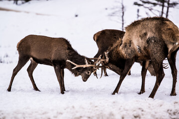 Fototapeta premium Parc Omega, Canada, January 2 2021 - Roaming elk in snow forest in the Omega Park in winter