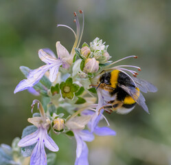 Una abeja polinizando una flor