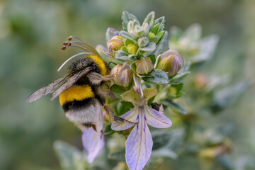 Una abeja polinizando una flor