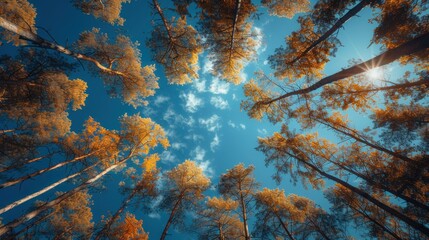  a view looking up into the sky from the bottom of a grove of tall trees with bright yellow leaves and a bright blue sky with white clouds in the background.