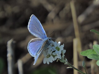 Modraszek Motyl