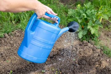 A gardener waters beds with planted emerging vegetables from a blue watering can. Growing and caring for vegetables in the garden