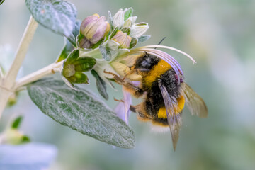 Una abeja polinizando una flor