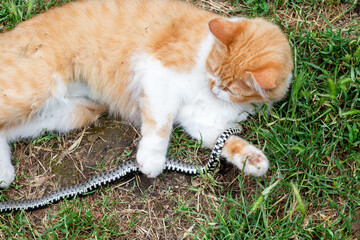 A red domestic cat has caught a snake and is playing with it on the lawn. Hunters of rodents and reptiles