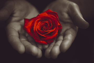 dos manos regalando un rosa roja en señal de amor - obrazy, fototapety, plakaty