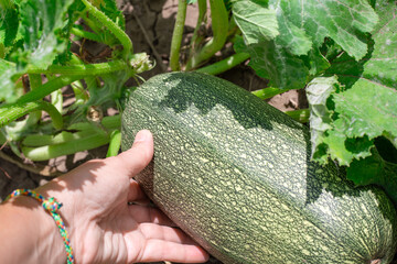 A gardener picks a large variegated green zucchini from a bush on a sunny summer day. Harvesting vegetables