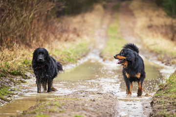 black and gold Hovie dog hovawart dirty from the puddle