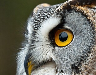 Obraz premium Eyes of a Great Grey Owl or Lapland Owl (Strix nebulosa) in the nature