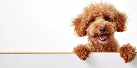 An adorable curly-haired poodle puppy playfully peeks over a white board with bright, expressive eyes and a joyful smile.