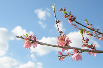 Blurred focus cherry blossom branch with pink cultivar flowers. Close-up against blue sky