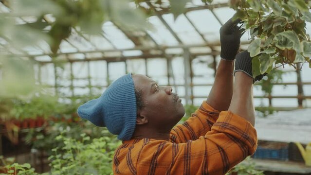 Mature Black farmer in gardening gloves using pruning shears to cut branch off plant growing in a hanging pot in greenhouse
