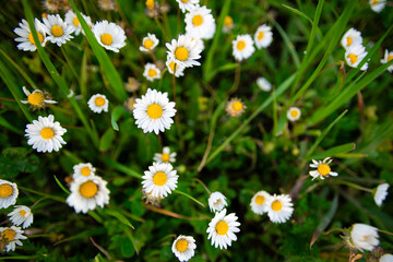 Fototapeta premium Daisy field