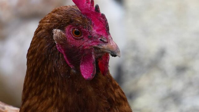 chicken portrait 4K slomotion
