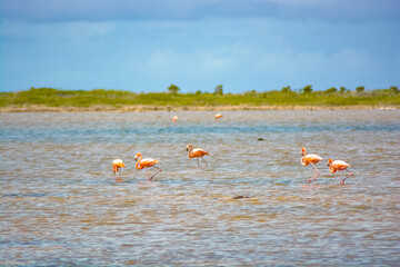 Caribbean or American flamingo (Phoenicopterus ruber) at The Pekelmeer Flamingo Sanctuary in Bonaire.  © Lara Red
