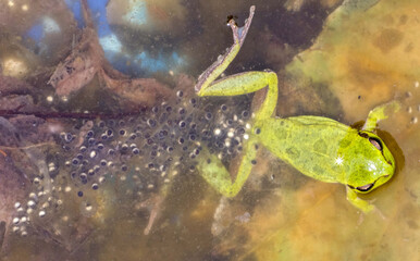 Hyla sarda, raganella con le uova