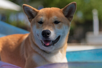 cachorro de raza shiba inu contento