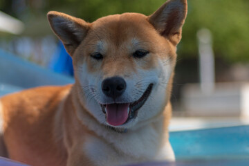 cachorro de raza shiba inu contento