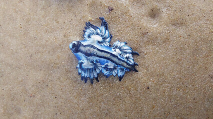 Close-up of a blue mollusc on the sand at the beach