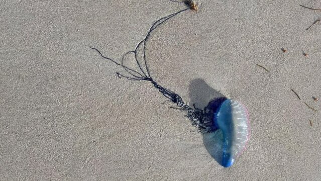 Medusa is a Portuguese boat on the beach of Cuba. A dangerous and poisonous jellyfish washed ashore in the Atlantic Ocean by a storm. A balloon with a pink and blue jellyfish on the sand.