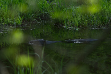 wild beaver