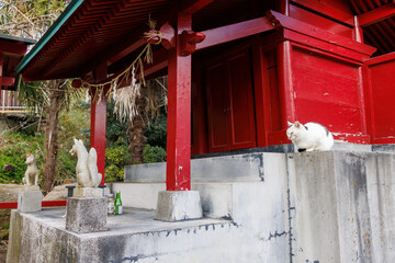 赤い祠に住み着く白い猫