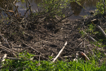 beaver lodge