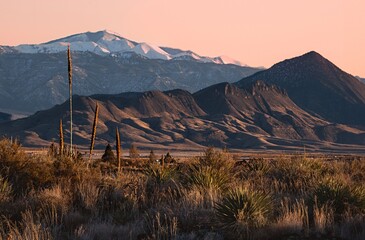 Desert plants by snow capped mountains at sunset near Albuquerque. New Mexico. USA
