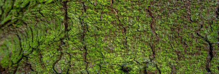 Green moss on a tree trunk