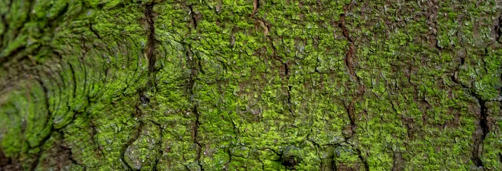 Gordijnen Green moss on a tree trunk © Daniel