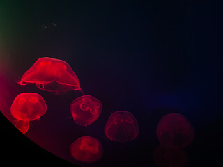 Jellyfish swim in the water column, they are planktonic organisms. They need an aquarium of a special shape: a rounded one with smooth walls is a must - obrazy, fototapety, plakaty