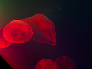 Jellyfish swim in the water column, they are planktonic organisms. They need an aquarium of a special shape: a rounded one with smooth walls is a must