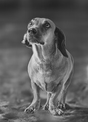 perro de raza, 